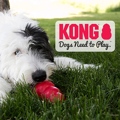 Kong - Dogs Need to Play